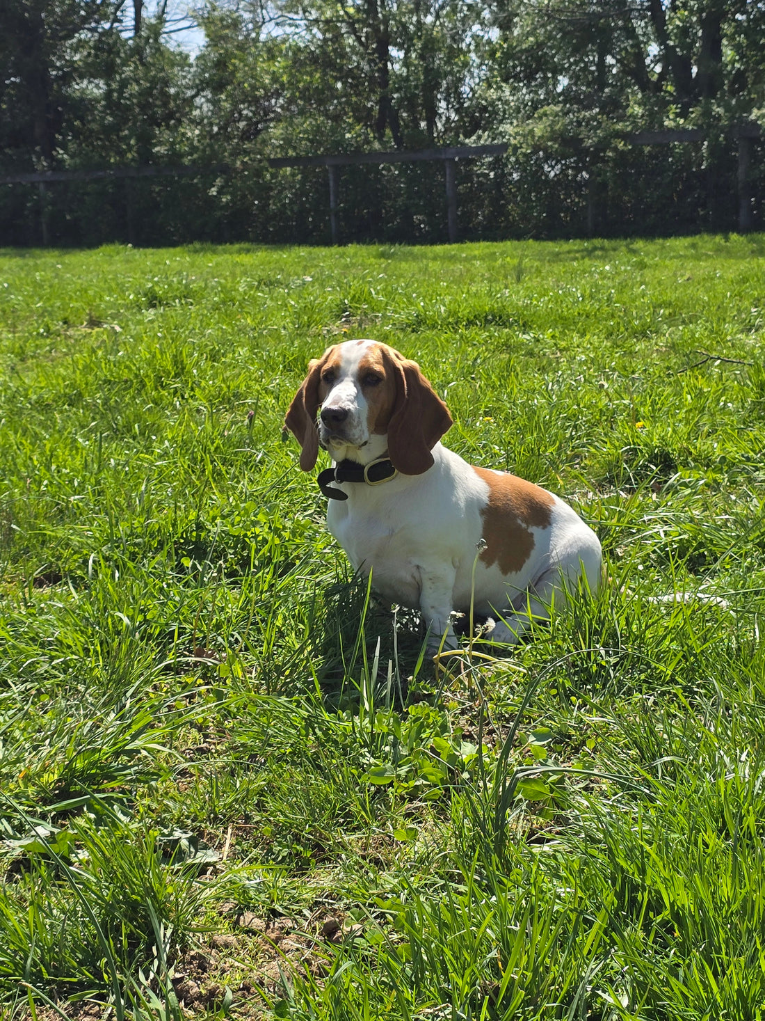 Fred – The Dog That Was Never Supposed To Be Mine - Parkmore Supplements