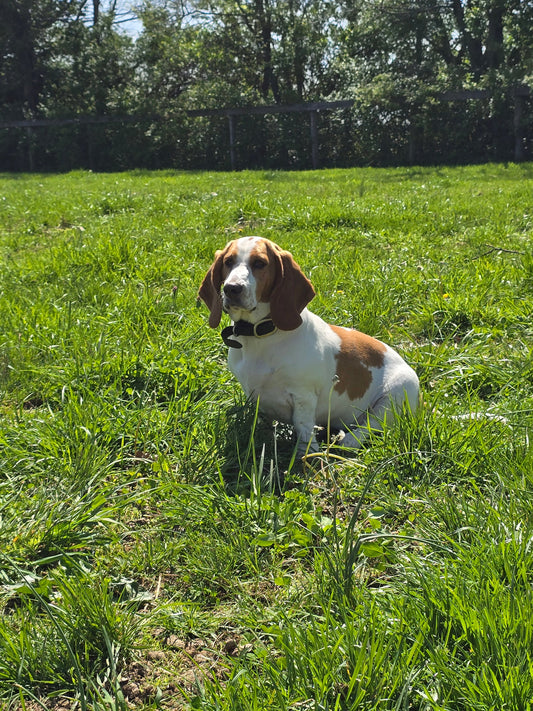 Fred – The Dog That Was Never Supposed To Be Mine - Parkmore Supplements