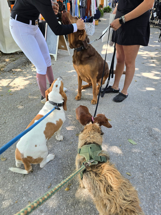 AECs, Fred, Scruffy, a Bee… and the Day Off That Wasn’t - Parkmore Supplements