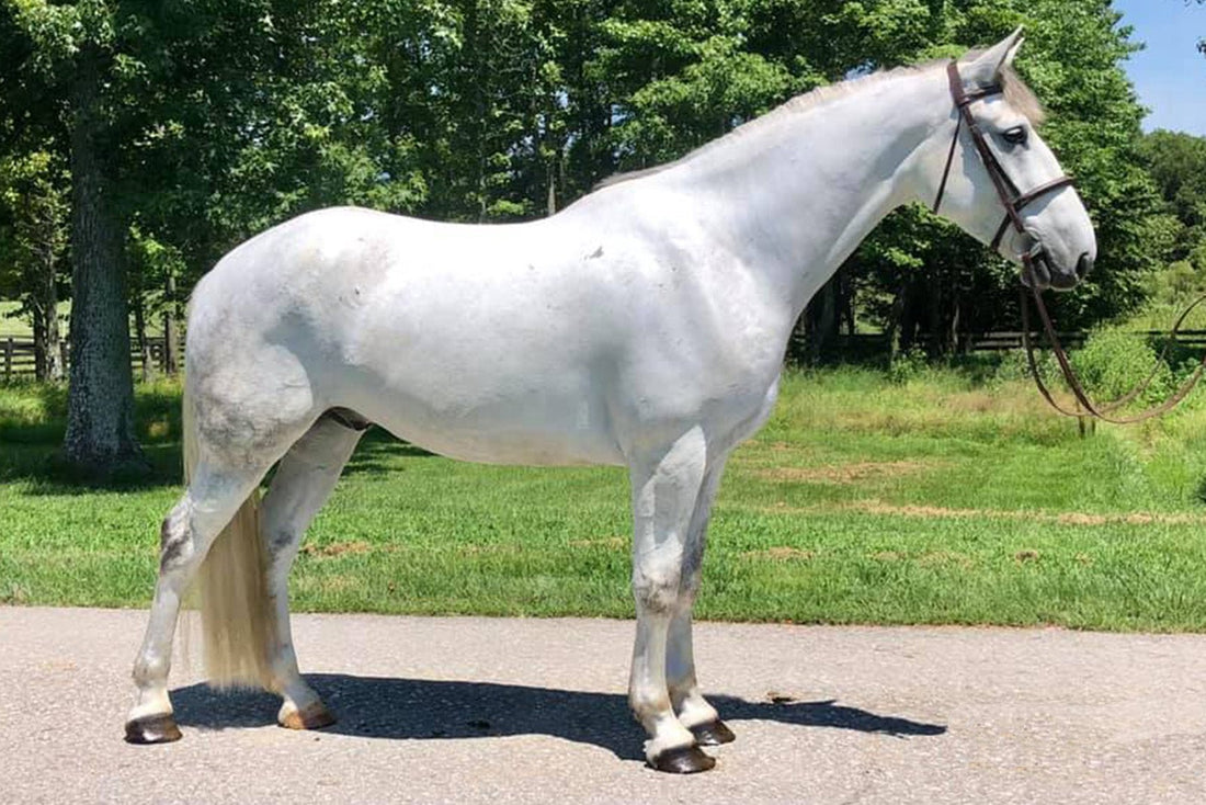 How the horse world is changing. - Parkmore Supplements