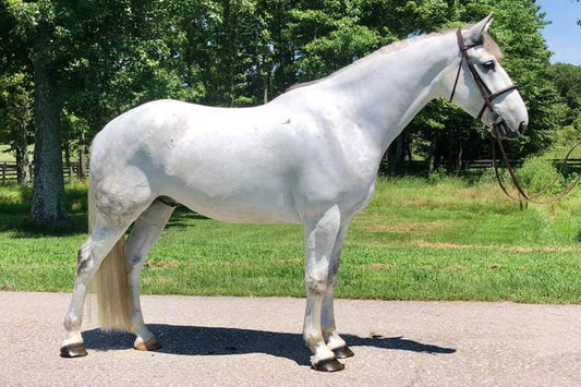 How the horse world is changing. - Parkmore Supplements