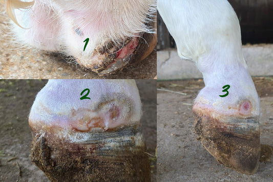 How Erika Supported Apollo Through a Difficult Hoof Recovery - Parkmore Supplements