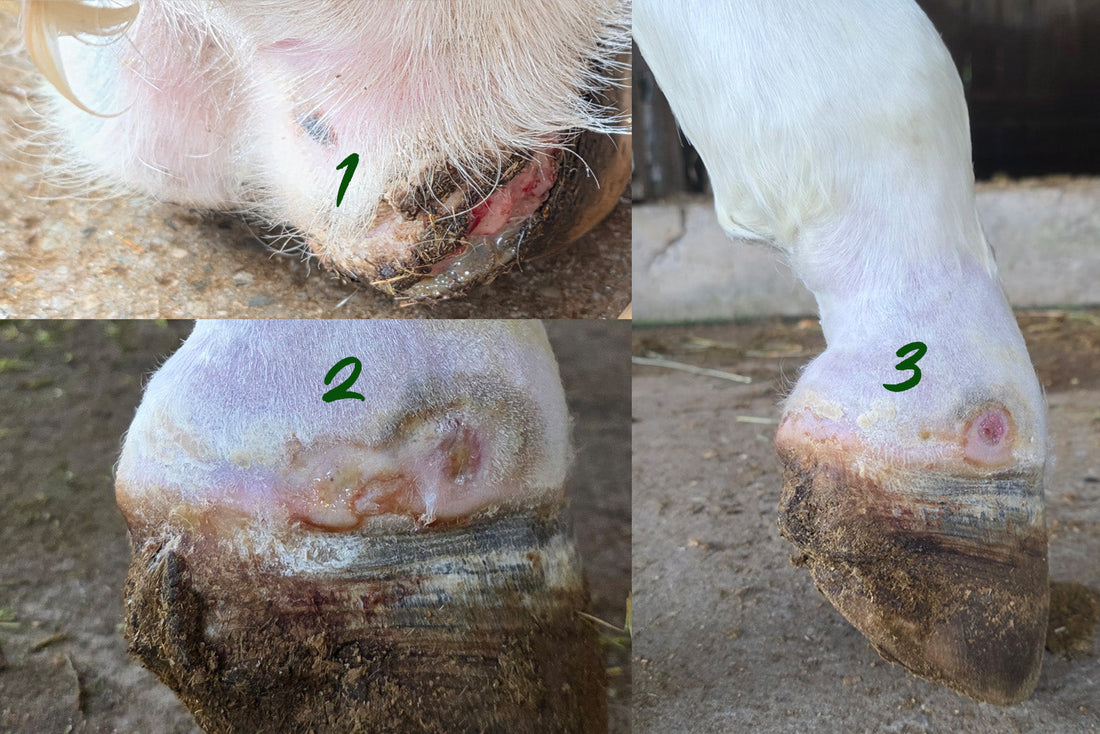 How Erika Supported Apollo Through a Difficult Hoof Recovery