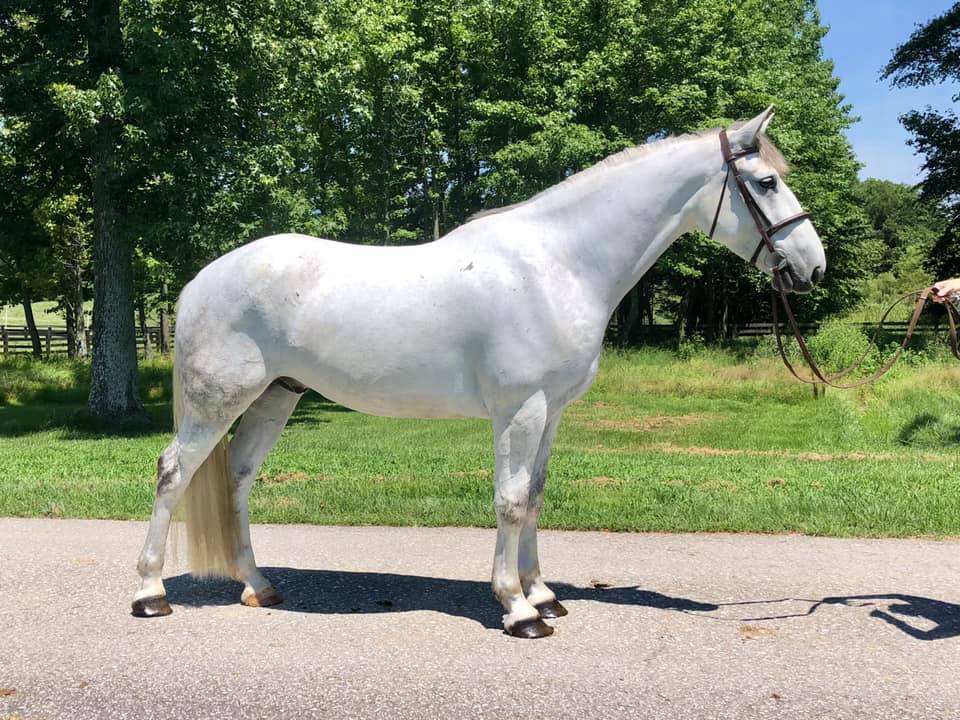 How the horse world is changing. - Parkmore Supplements