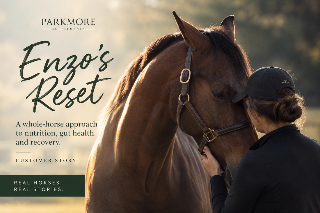 Enzo’s Reset: A Whole-Horse Approach to Nutrition, Gut Health and Recovery