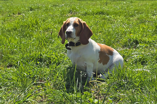 Fred – The Dog That Was Never Supposed To Be Mine - Parkmore Supplements